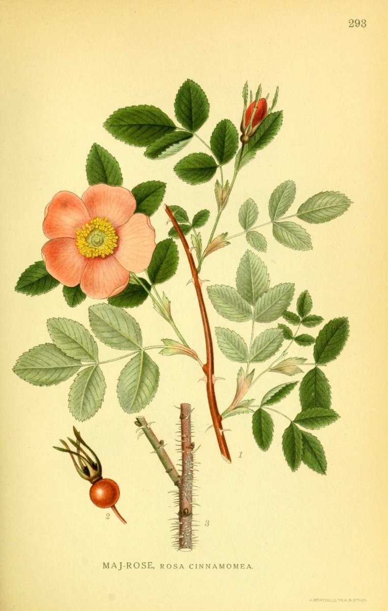Billeder af Nordens Flora v.2 1917 - Carl A.M. Lindman | Dimensions 2195 x 3454 pixels