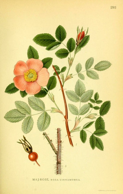 Billeder af Nordens Flora v.2 1917 - Carl A.M. Lindman | Dimensions 2195 x 3454 pixels