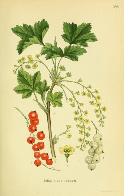 Billeder af Nordens Flora v.2 1917 - Carl A.M. Lindman | Dimensions 2195 x 3454 pixels