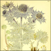 Billeder af Nordens Flora v.4 1917 - Carl A.M. Lindman (1856-1928) - 144 images