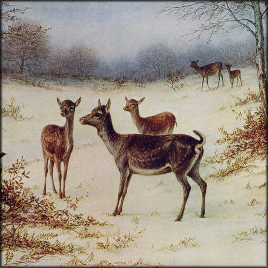 William Luker Jr - Fallow Deer in the Winter | Digital Download - 1 image