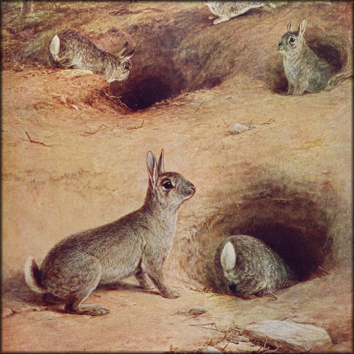 William Luker Jr (1867-1951) - Rabbits | Digital Download - 1 image