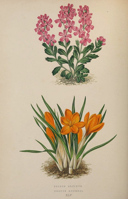 Alpine Plants v.1 1872 - Alexander Lydon - 54 images | Dimensions 2960 x 4615 pixels