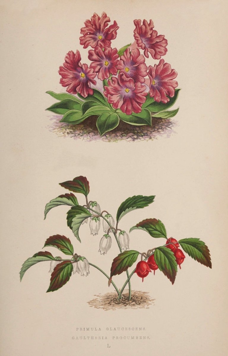 Alpine Plants v.1 1872 - Alexander Lydon - 54 images | Dimensions 2898 x 4529 pixels