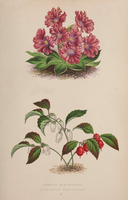 Alpine Plants v.1 1872 - Alexander Lydon - 54 images | Dimensions 2898 x 4529 pixels