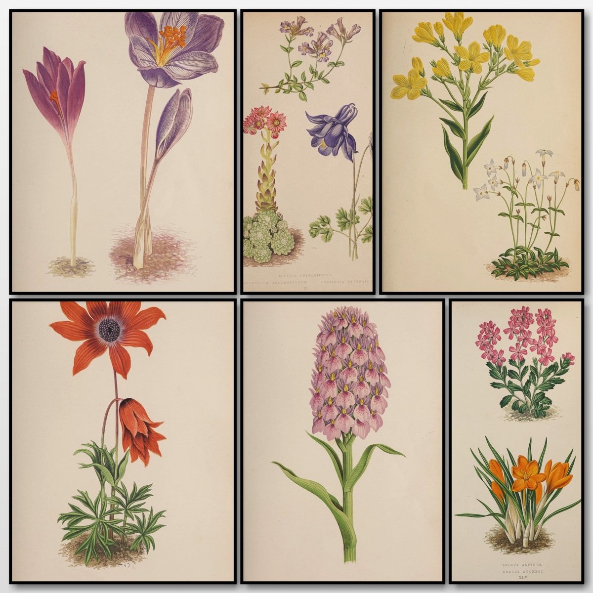 Alpine Plants v.1 1872 - Alexander Lydon - 54 images | A snapshot of some of the images
