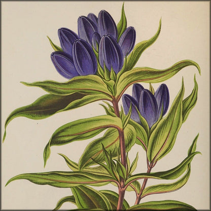 Alpine Plants v.1 1872 - Alexander Lydon - 54 images | Digital Download - 54 images