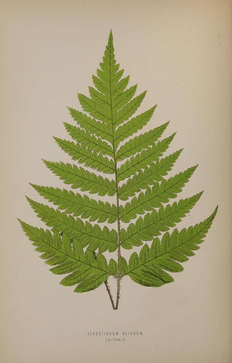 Ferns British and Exotic v.7 1872 - Alexander Lydon | Dimensions 3021 x 4726 pixels