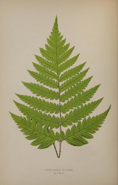 Ferns British and Exotic v.7 1872 - Alexander Lydon | Dimensions 3021 x 4726 pixels