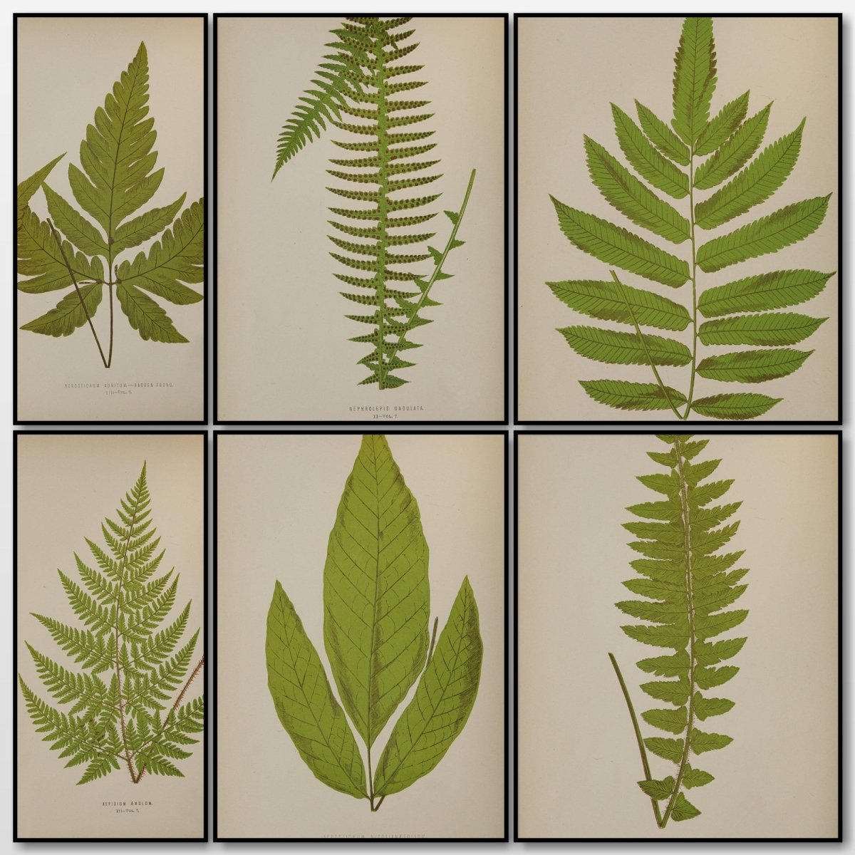 Ferns British and Exotic v.7 1872 - Alexander Lydon | A snapshot of some of the images