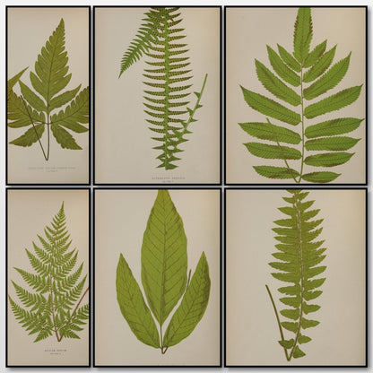 Ferns British and Exotic v.7 1872 - Alexander Lydon | A snapshot of some of the images
