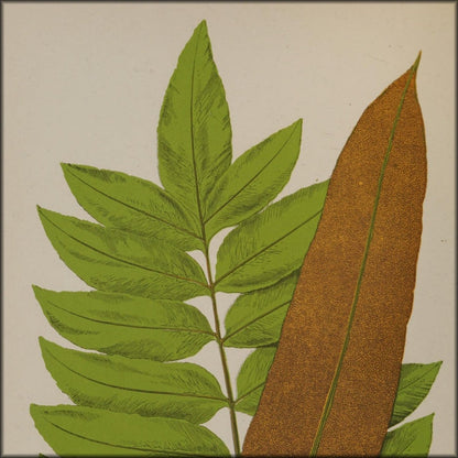 Ferns British and Exotic v.7 1872 - Alexander Lydon | Digital Download - 65 images