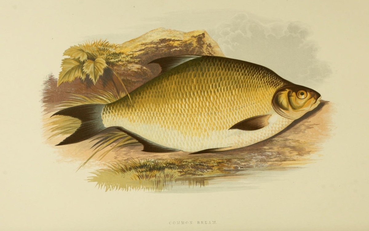 British Fresh Water Fishes Vol.1 - Alexander Lydon | Dimensions 3900 x 2442 pixels