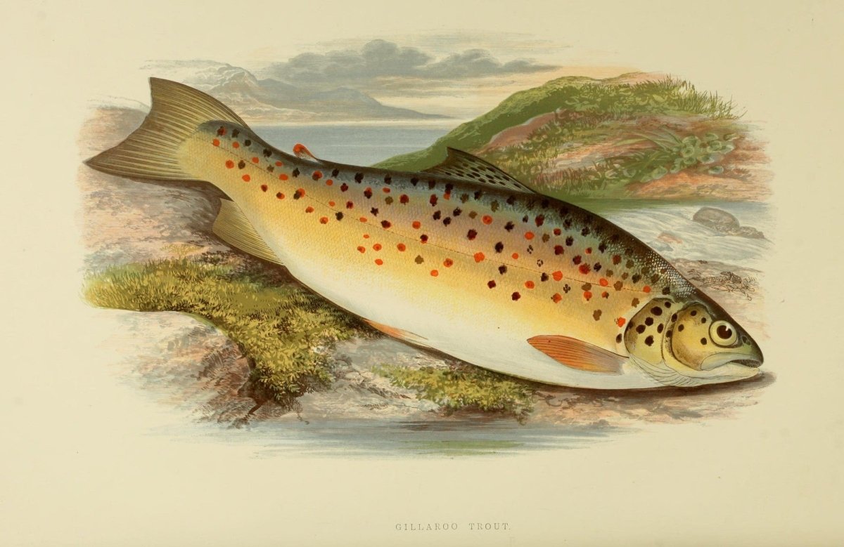 British Fresh Water Fishes Vol.2 - Alexander Lydon | Dimensions 3810 x 2475 pixels