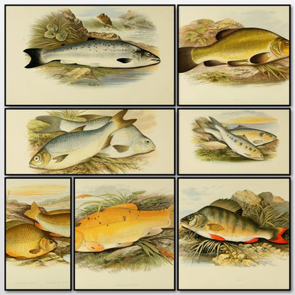 British Fresh Water Fishes Vol.1 - Alexander Lydon | A snapshot of some of the images