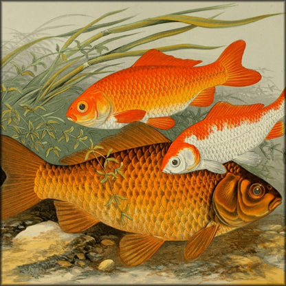 British Fresh Water Fishes Vol.1 - Alexander Lydon | Digital Download - 20 images