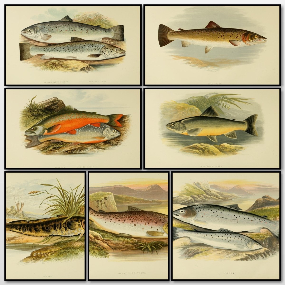 British Fresh Water Fishes Vol.2 - Alexander Lydon | A snapshot of some of the images