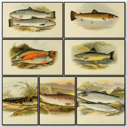 British Fresh Water Fishes Vol.2 - Alexander Lydon | A snapshot of some of the images