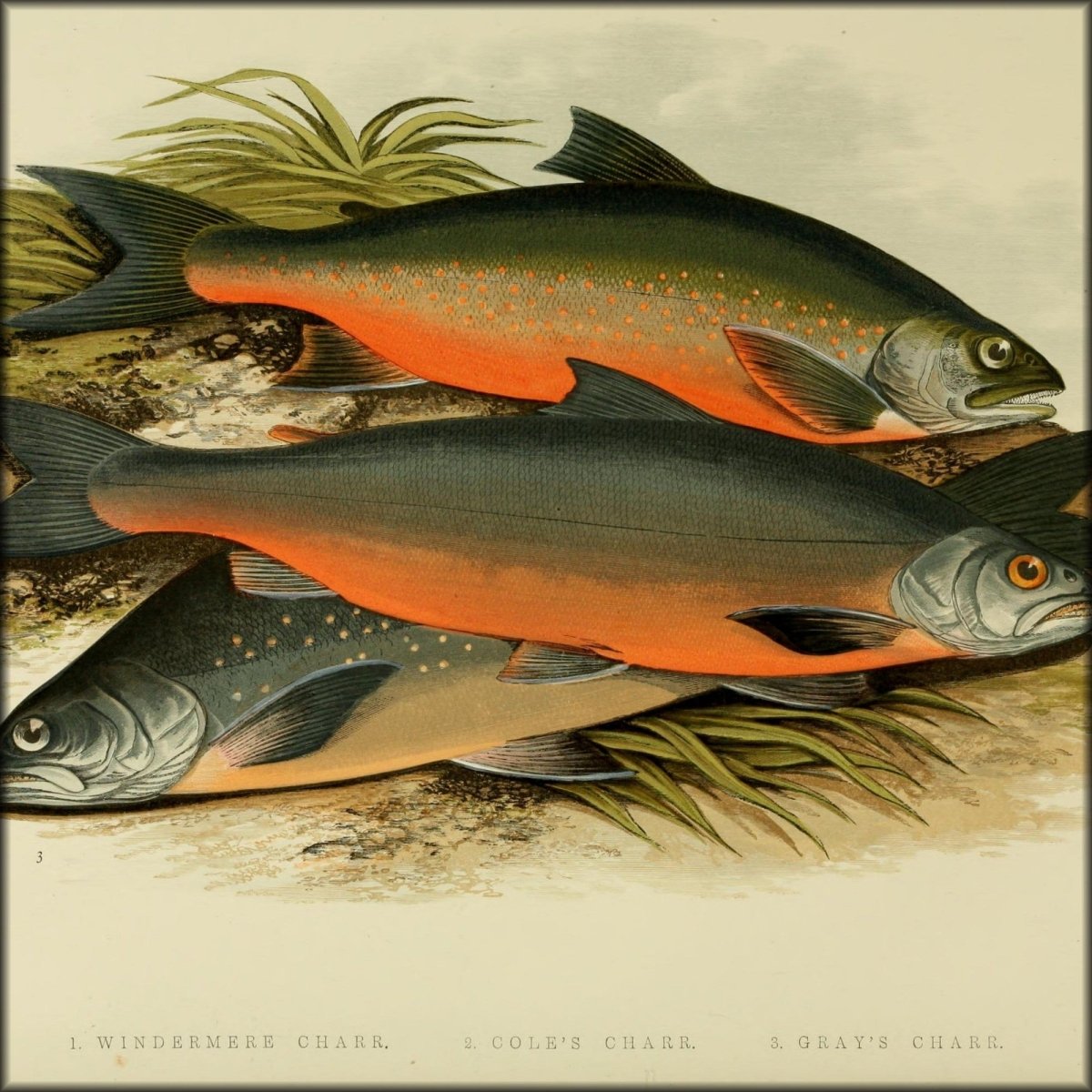 British Fresh Water Fishes Vol.2 - Alexander Lydon | Digital Download - 21 images