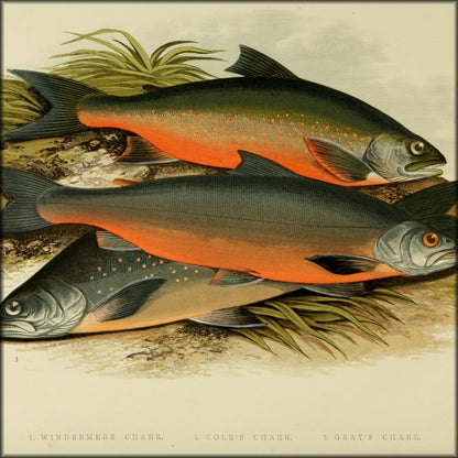 British Fresh Water Fishes Vol.2 - Alexander Lydon | Digital Download - 21 images