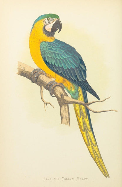 Parrots in Captivity vol.1-3 1884 - Alexander Lydon | Dimensions 1876 x 2856 pixels