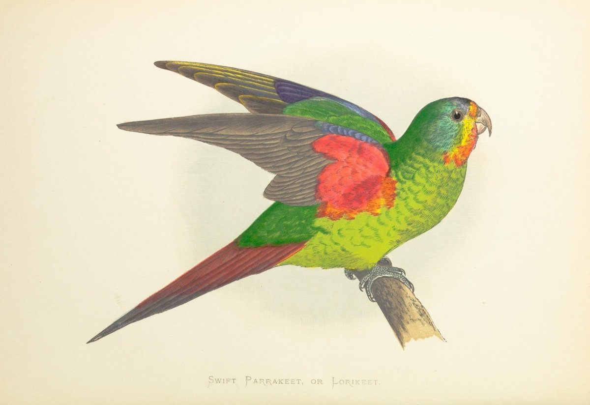 Parrots in Captivity vol.1-3 1884 - Alexander Lydon | Dimensions 2736 x 1880 pixels