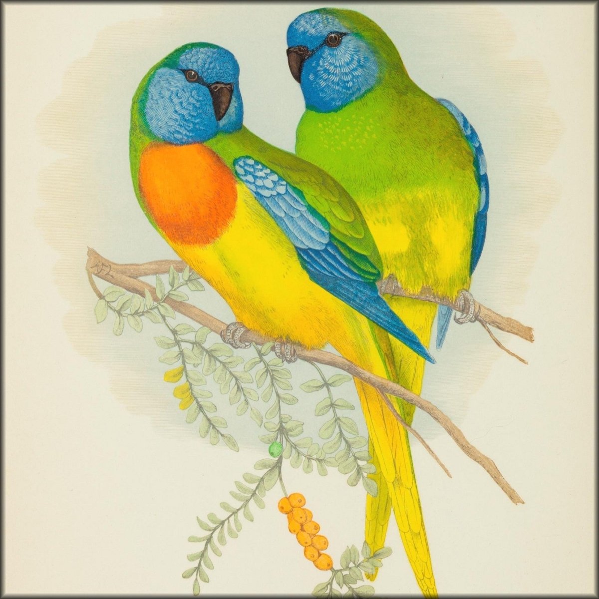 Parrots in Captivity vol.1-3 1884 - Alexander Lydon | Digital Download - 81 images