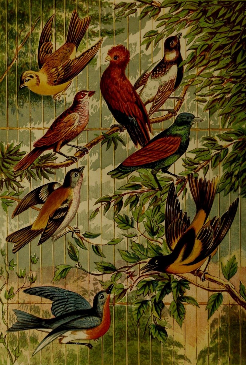 Rustic Adornments for Homes of Taste 1870 - Alexander Lydon | Dimensions 2064 x 3060 pixels