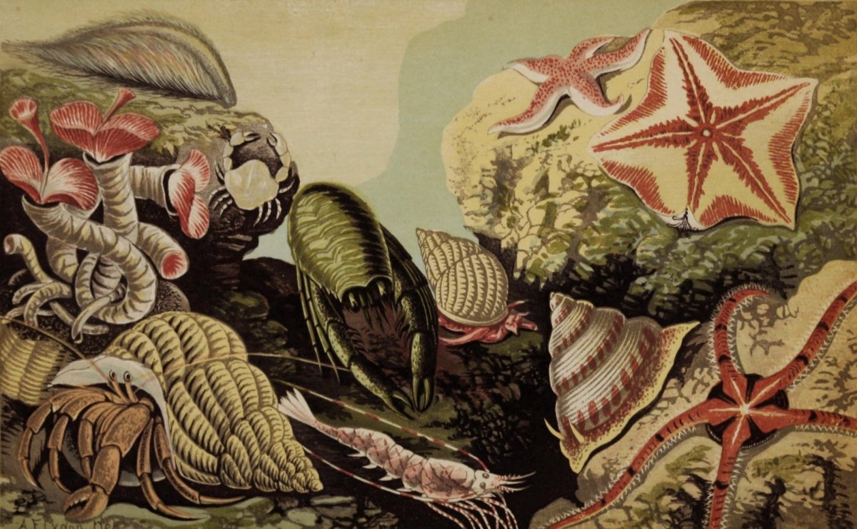 Sea-side Walks of a Naturalist 1870 - Alexander Lydon | Dimensions 3775 x 2330 pixels
