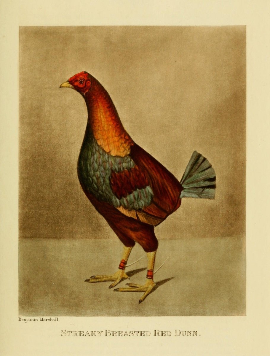 Sporting Repository 1904 - Henry Alken - 22 images | Dimensions 2196 x 2892 pixels