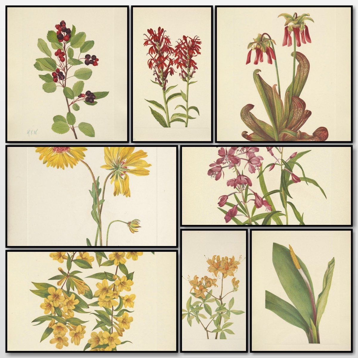 Mary Vaux Walcott Public Domain Images to Download | A snapshot of some of the images