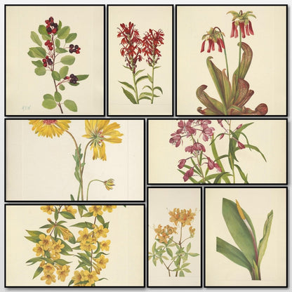 Mary Vaux Walcott Public Domain Images to Download | A snapshot of some of the images