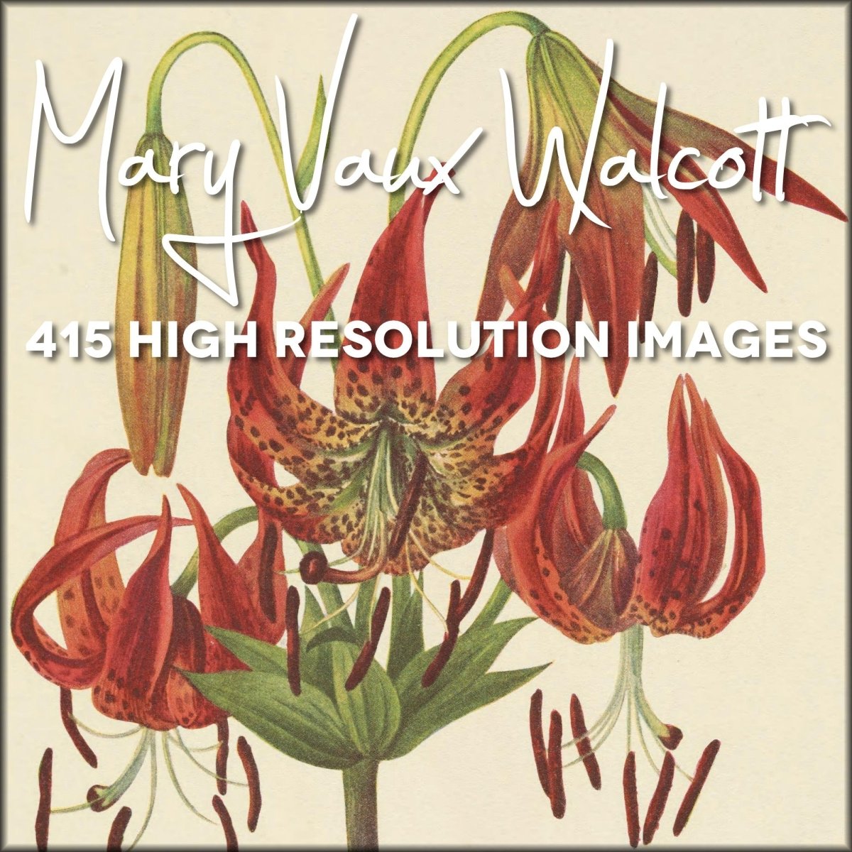 Mary Vaux Walcott Public Domain Images to Download | Digital Download - 415 images
