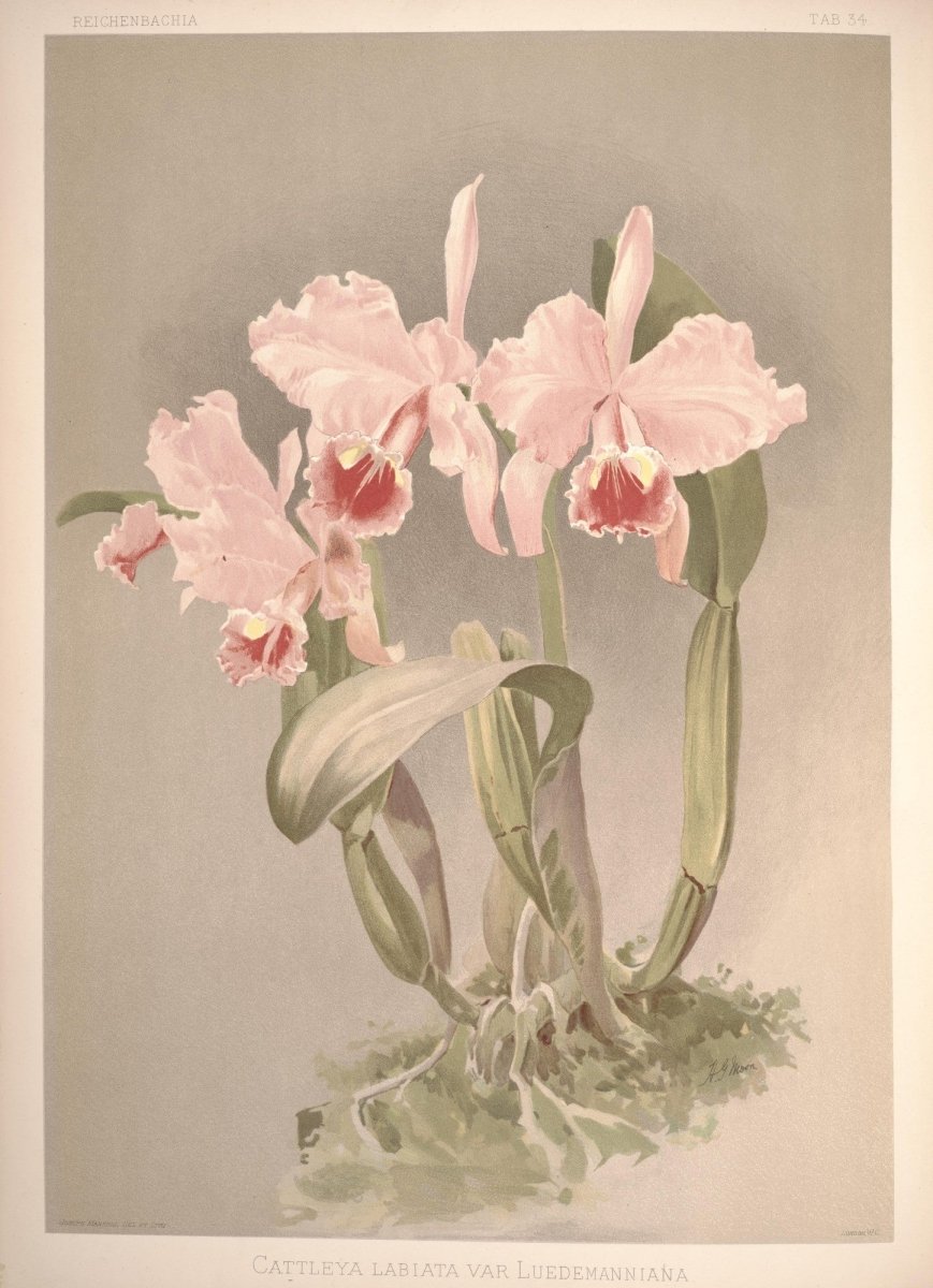 Reichenbachia (Orchids) 1886 - Henry G Moon - 126 images | Dimensions 4939 x 6820 pixels