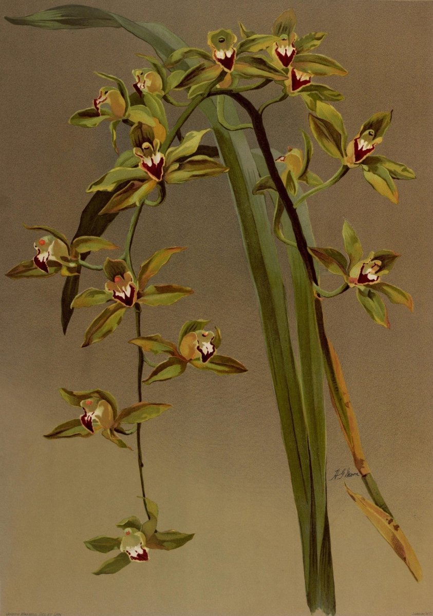 Reichenbachia (Orchids) 1886 - Henry G Moon - 126 images | Dimensions 5080 x 7230 pixels