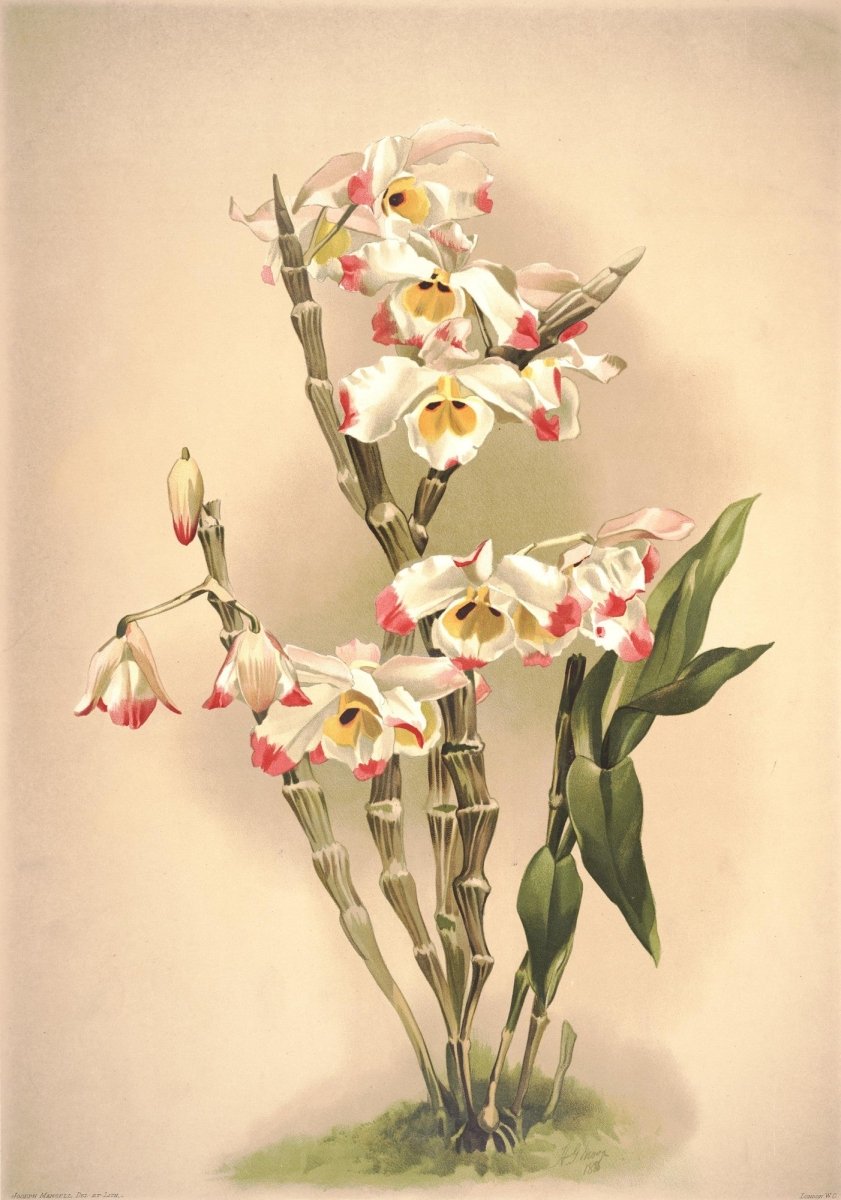 Reichenbachia (Orchids) 1886 - Henry G Moon - 126 images | Dimensions 3969 x 5661 pixels