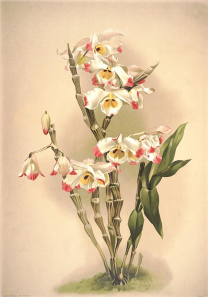 Reichenbachia (Orchids) 1886 - Henry G Moon - 126 images | Dimensions 3969 x 5661 pixels