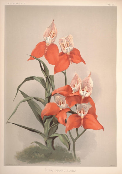 Reichenbachia (Orchids) 1886 - Henry G Moon - 126 images | Dimensions 4816 x 6834 pixels