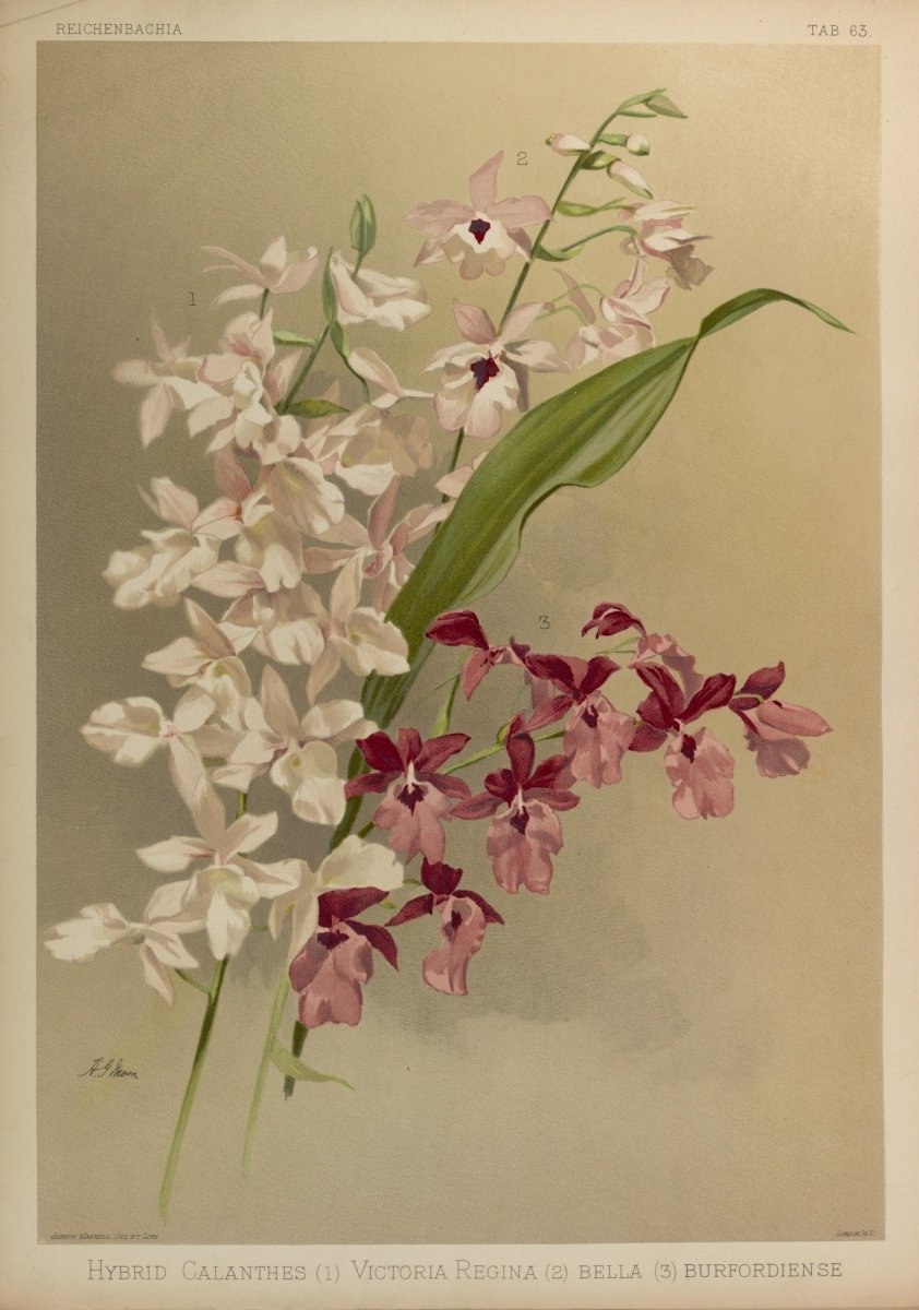 Reichenbachia (Orchids) 1886 - Henry G Moon - 126 images | Dimensions 5583 x 7952 pixels