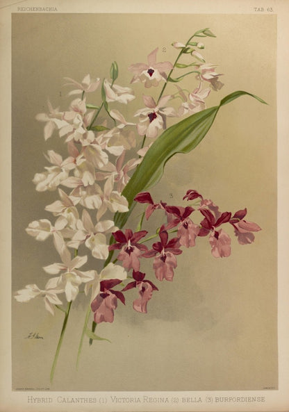 Reichenbachia (Orchids) 1886 - Henry G Moon - 126 images | Dimensions 5583 x 7952 pixels