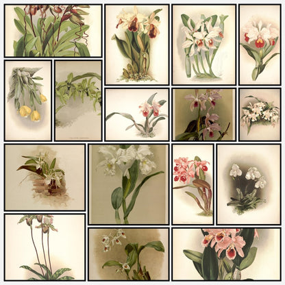 Reichenbachia (Orchids) 1886 - Henry G Moon - 126 images | Digital Download - 126 images