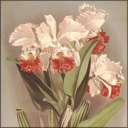 Reichenbachia (Orchids) 1886 - Henry G Moon | Digital Download - 126 images