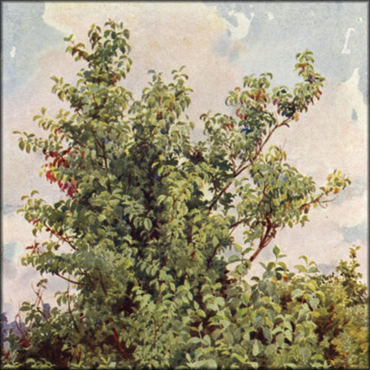 Digital Download - 38 images