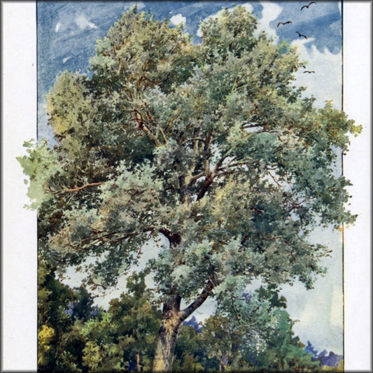 Digital Download - 38 images