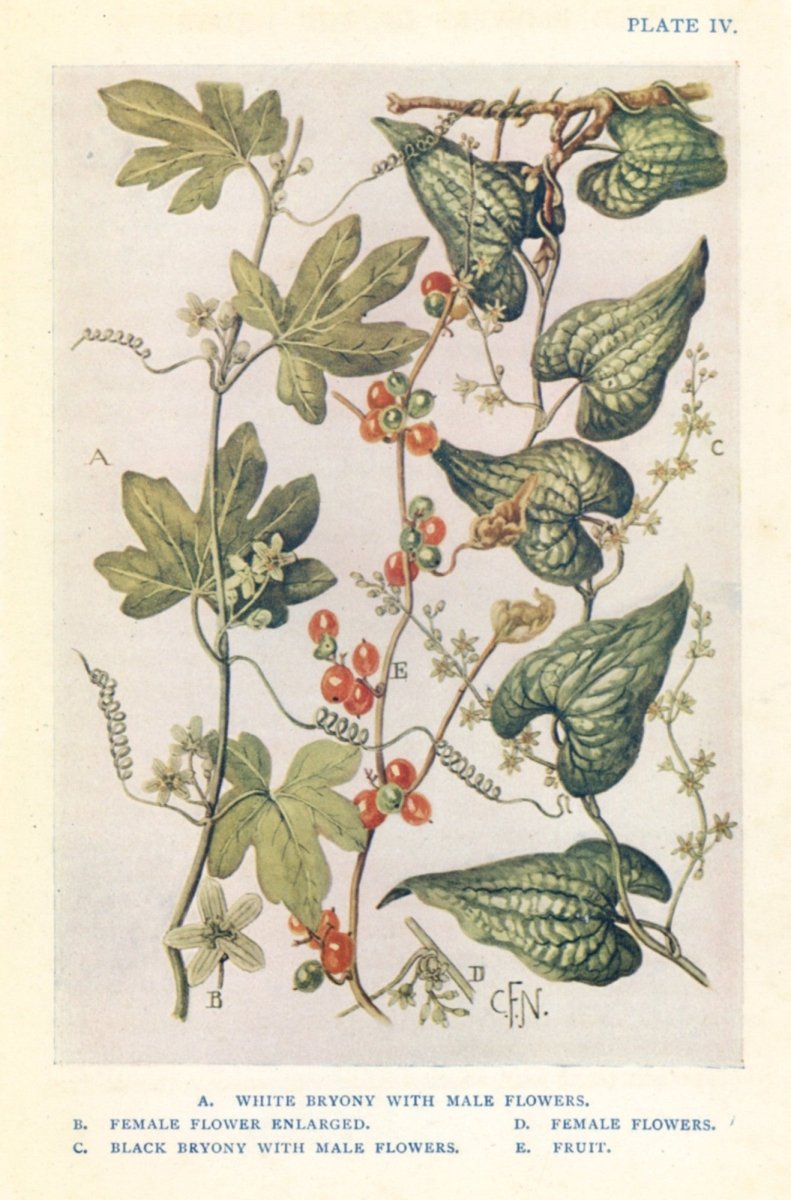 Wild Flowers of the Hedgerow 1910s - Charles F. Newall | Dimensions 2569 x 3752 pixels