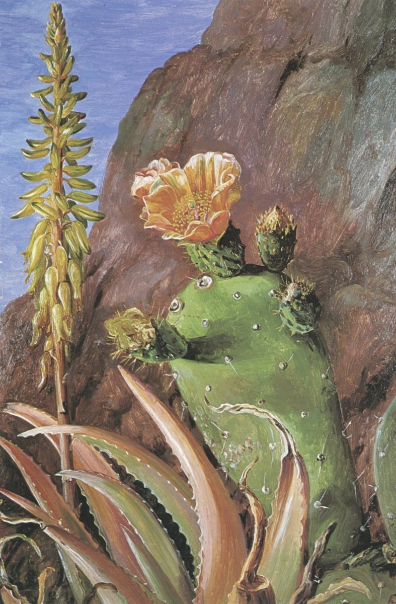 Marianne North Botanical Artwork in the Public Domain | Dimensions 3448 x 5256 pixels