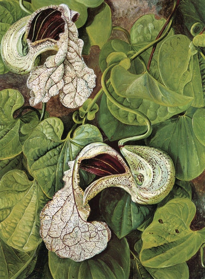 Marianne North Botanical Artwork in the Public Domain | Dimensions 3444 x 4698 pixels
