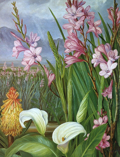 Marianne North Botanical Artwork in the Public Domain | Dimensions 4470 x 5810 pixels