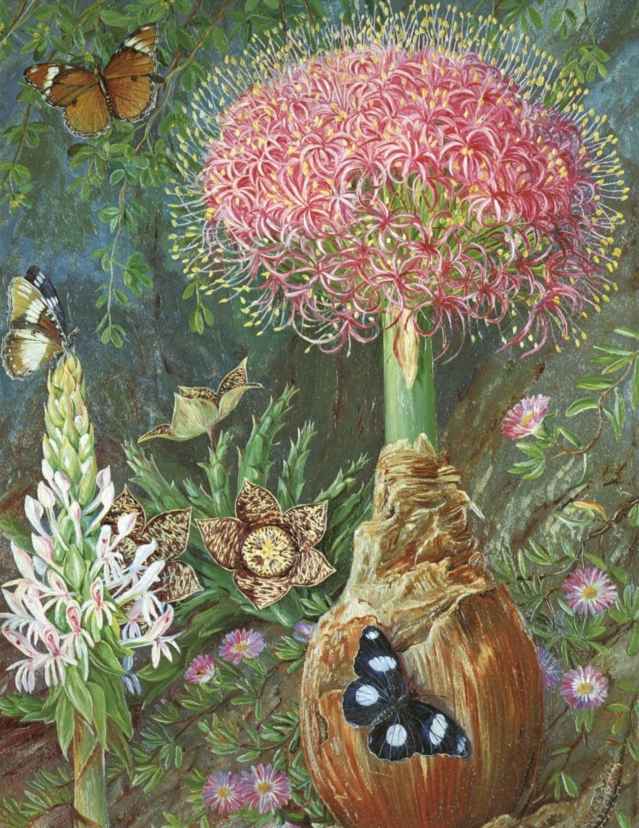 Marianne North Botanical Artwork in the Public Domain | Dimensions 4488 x 5808 pixels