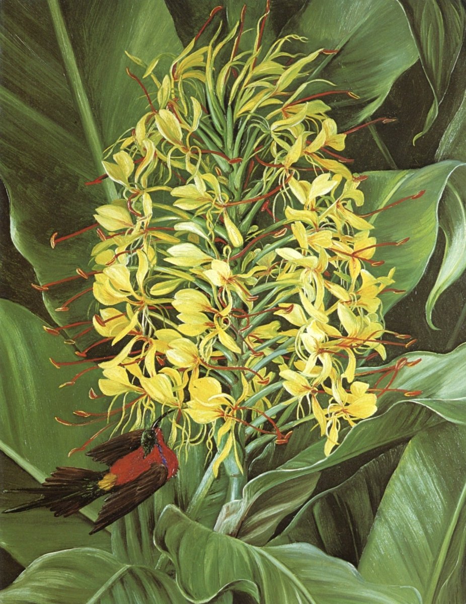 Marianne North Botanical Artwork in the Public Domain | Dimensions 4480 x 5808 pixels